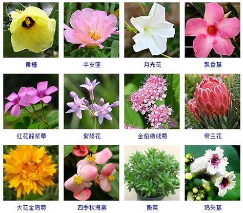 花卉大全|花卉图片及名称大全,花卉常见问题